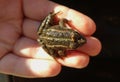 A frog in a child& x27;s hand from the Southern Bug River in Nikolaev, Ukraine.