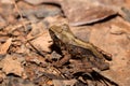 Frog Climbing Mantella, Madagascar wildlife Royalty Free Stock Photo