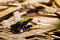 Frog Climbing Mantella, Madagascar wildlife Royalty Free Stock Photo