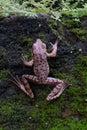 Frog. Climbing trying to find water