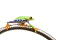 Frog climbing on tube isolated Royalty Free Stock Photo