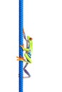 Frog climbing up rope isolated