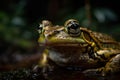 Frog close up portrait. Generative AI Royalty Free Stock Photo