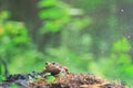 Frog close-up portrait Royalty Free Stock Photo