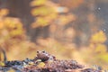 Frog close-up portrait Royalty Free Stock Photo