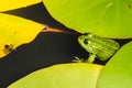 Frog close up in water lilies/frog close up in green leaves of a water lily Royalty Free Stock Photo
