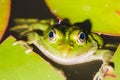 Frog close up in water lilies/frog close up in green leaves of a water lily Royalty Free Stock Photo