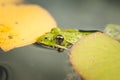 Frog close up in water lilies/frog close up in green leaves of a water lily Royalty Free Stock Photo