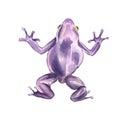 Frog close up watercolor illustration on white background Royalty Free Stock Photo