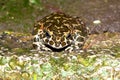 Unflappable frog closely peering directly Royalty Free Stock Photo