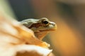 Frog in closeup