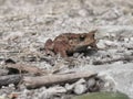 Frog, closeup, focused, still Royalty Free Stock Photo