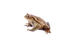 Frog or Common toad (Bufo bufo) Royalty Free Stock Photo