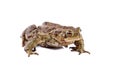Frog or Common toad or european toad (Bufo bufo) Royalty Free Stock Photo