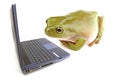 Frog computer Royalty Free Stock Photo