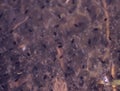 Frog corpse and tadpoles in the pond Royalty Free Stock Photo