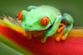 Frog from Costa Rica. Beautiful frog in forest, exotic animal from central America, red flower. Red-eyed Tree Frog, Agalychnis cal