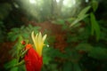 Frog from Costa Rica, wide angle lens. Wildlife scene tropic forest, animal in the habitat. Animal in jungle. Red-eyed Tree Frog Royalty Free Stock Photo