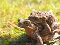 Mating couple of European common toads - frog woman carries man on her back Royalty Free Stock Photo