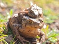 Mating couple of European common toads - frog woman carries man on her back Royalty Free Stock Photo