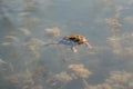 Frog couple swimming in a pond Royalty Free Stock Photo