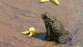 Frog croaking with large vocal sac