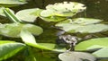 A frog croaks in a pond or lake. The green toad croaks and sits on a water lily in a warm summer pond under the sun