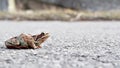 Frog croaks sitting on the pavement. Shallow depth of field.