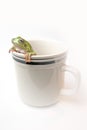 Frog in cup