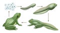 Frog cycle life. Water animals growth evolution of wild amphibians tadpoles decent vector realistic biology concept