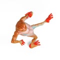 Frog is dancing in isometric view Royalty Free Stock Photo