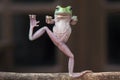Dancing Frog Royalty Free Stock Photo