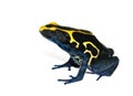 Frog Dendrobates tinctorius Royalty Free Stock Photo