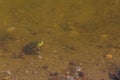 Frog in a dirty swamp with place for text or inscription