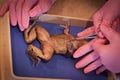 Frog dissection