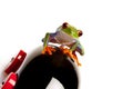 Frog Driver Royalty Free Stock Photo