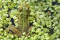 Frog in a duckweed