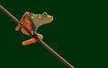 Frog,Dumpy Frog.Red Eyed Frog.Litoria caerulea, Royalty Free Stock Photo