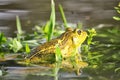 Frog in early morning rainy day