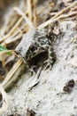 Frog on ground Royalty Free Stock Photo