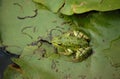 Frog ecology image Royalty Free Stock Photo