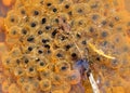 Frog Eggs Royalty Free Stock Photo