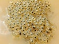 Frog eggs Royalty Free Stock Photo