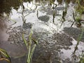 Frog eggs from the Common Frog, Rana temporaria Royalty Free Stock Photo