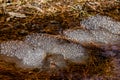 Frog eggs from the Common Frog, Rana temporaria. Several clusters lying in water in april. Birkenes, Norway Royalty Free Stock Photo