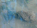 Frog eggs flicker in the water Royalty Free Stock Photo