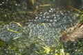 Frog eggs in pond