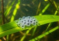 Frog eggs on leaf Royalty Free Stock Photo