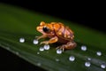 frog eggs on a leaf, signs of successful