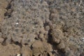 Frog Eggs in Muddy Puddle Royalty Free Stock Photo